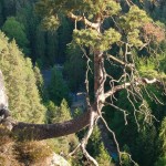 Ayurvedaurlaub in der Ferienwohnung Sächsische Schweiz